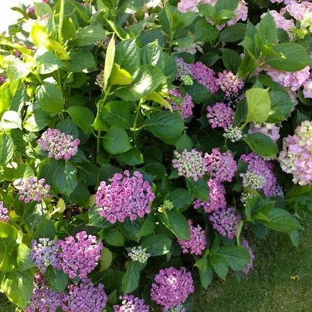 Frühstückspension Agnetenhoeve