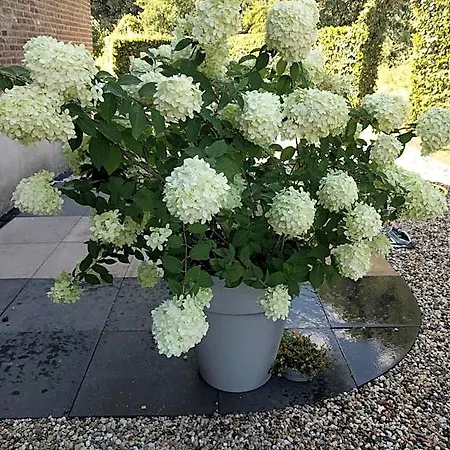 Agnetenhoeve Bed & Breakfast Overasselt