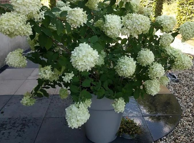 Agnetenhoeve 3* Overasselt