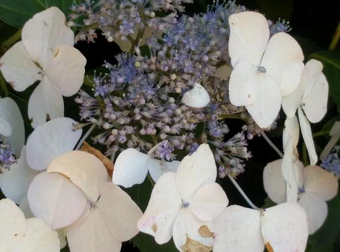 Agnetenhoeve Overasselt