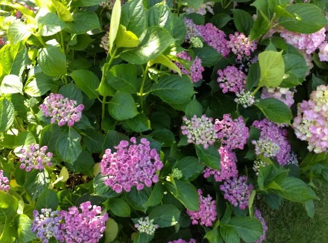 לינה וארוחת בוקר Agnetenhoeve